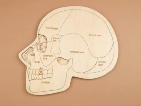 Human-head-puzzles-free-laser-cutring-file.webp
